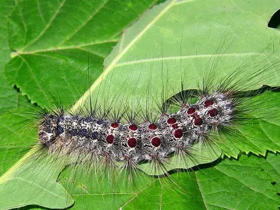 Lymantria (Porthetria) dispar