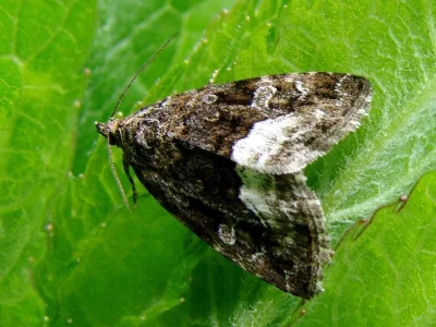 Deltote pygarga