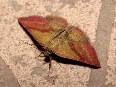 Phytometra viridaria