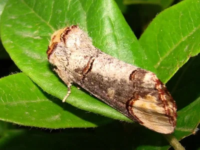 Phalera bucephala