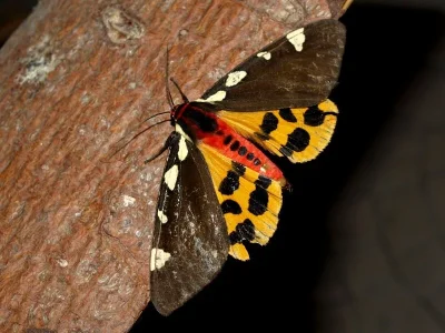 Arctia matronula