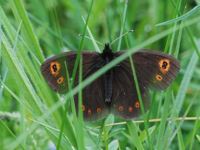 Erebia medusa