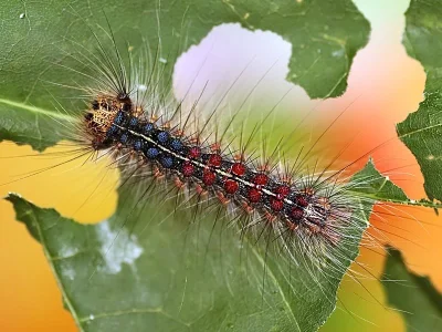 Lymantria (Porthetria) dispar