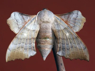 Laothoe populi