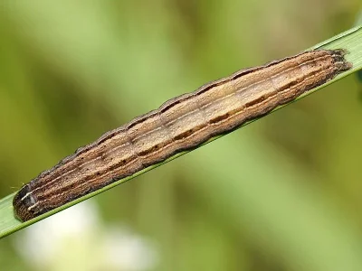 Mythimna (Hyphilare) albipuncta