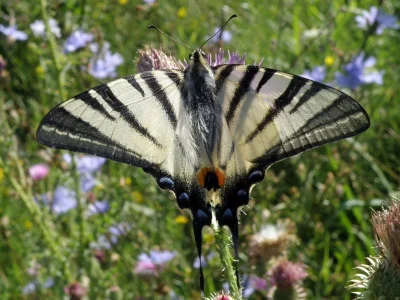 Iphiclides podalirius