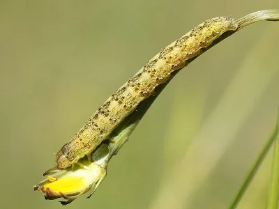 Hecatera bicolorata
