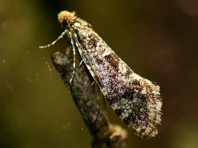 Triaxomera parasitella