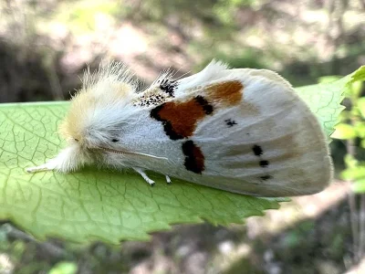 Leucodonta bicoloria