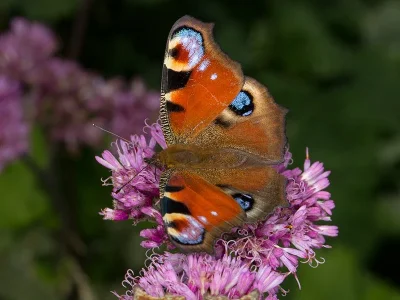 Aglais io