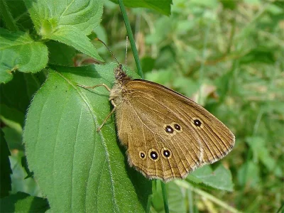 Aphantopus hyperantus