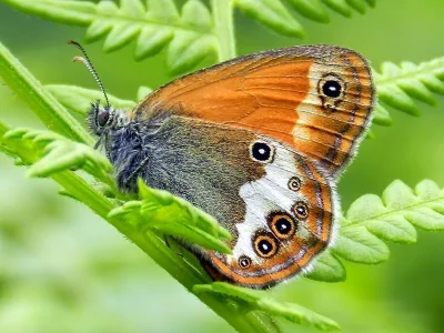 Coenonympha arcania