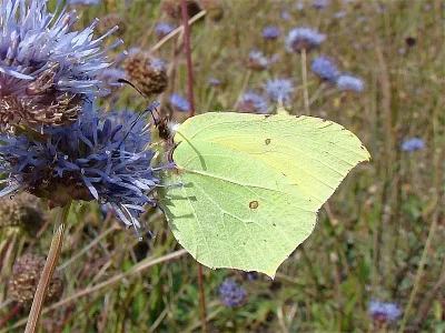 Gonepteryx rhamni