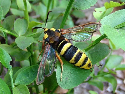 Sesia apiformis