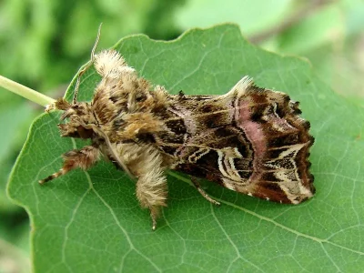 Callopistria juventina