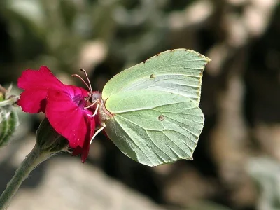 Gonepteryx rhamni