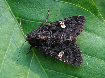 Melanchra persicariae