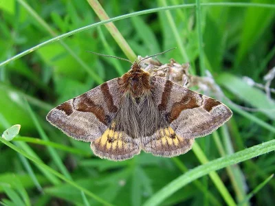 Euclidia (Euclidia) glyphica