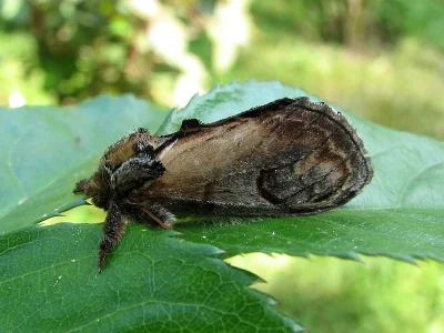 Notodonta ziczac