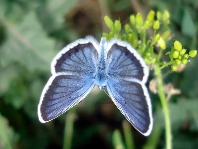 Plebejus (Plebejus) argus