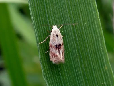 Elachista (Elachista) maculicerusella