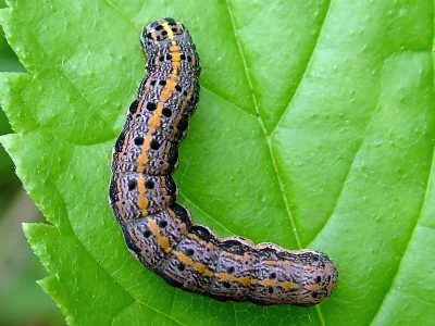 Orthosia (Monima) miniosa
