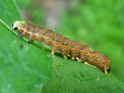Orthosia (Monima) cruda