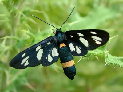 Amata (Syntomis) nigricornis