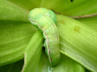 Aporophyla (Phylapora) canescens