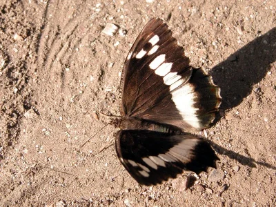 Brintesia circe