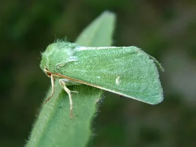 Calamia tridens