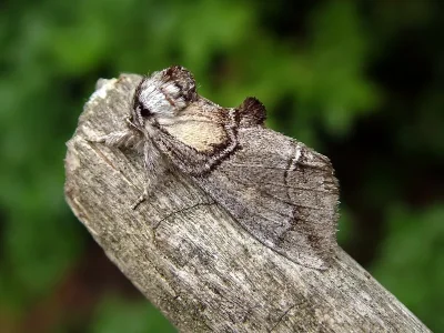 Drymonia velitaris