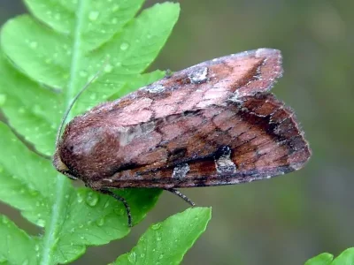 Lacanobia (Diataraxia) splendens