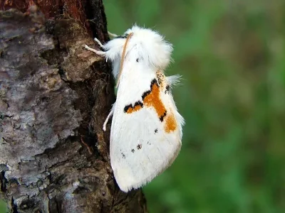 Leucodonta bicoloria
