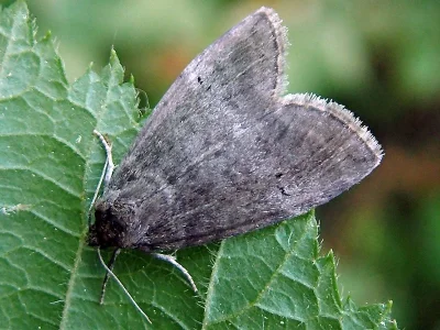 Ochropacha duplaris
