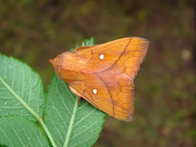 Odonestis pruni