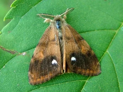 Orgyia (Orgyia) antiqua