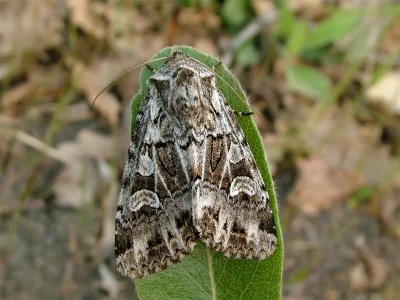 Pachetra sagittigera