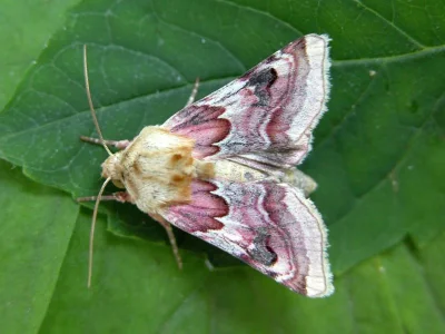 Periphanes (Periphanes) delphinii