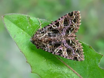 Sideridis (Aneda) rivularis