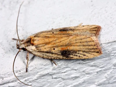 Agonopterix nervosa