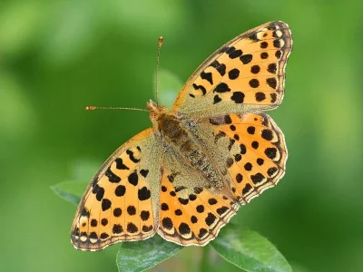 Issoria lathonia