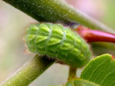 Callophrys (C.) rubi