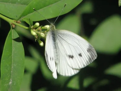 Pieris (Artogeia) napi