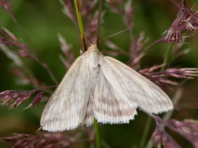 Loxostege turbidalis