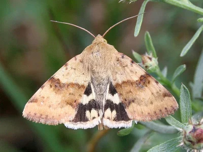 Heliothis (Heliothis) viriplaca