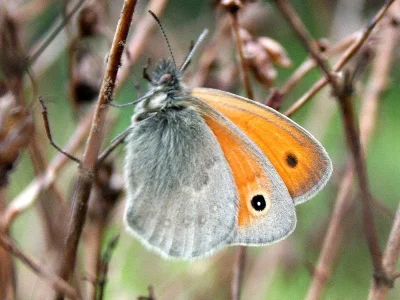 Coenonympha pamphilus