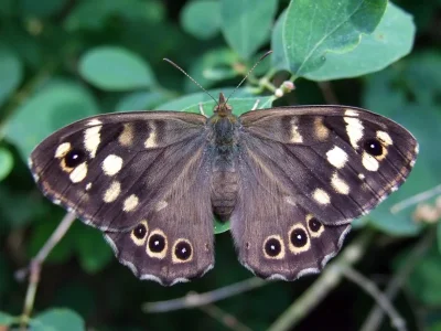 Pararge aegeria