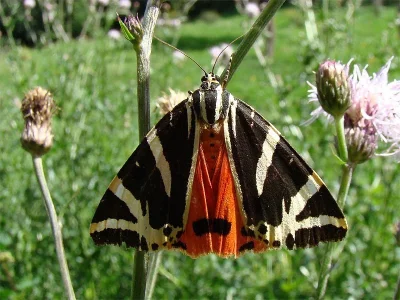 Euplagia quadripunctaria