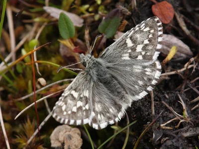 Pyrgus centaureae